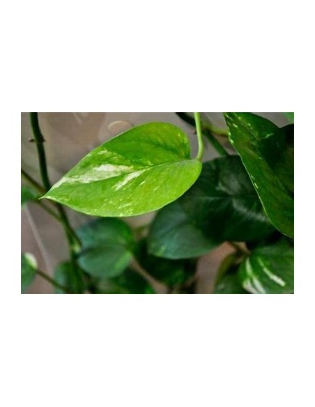 1 Pothos Eppipremum aureum small plant - Online Nursery