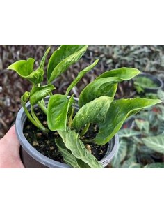 1 Planta de Pothos...