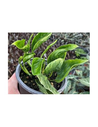 1 Planta de Pothos ''Shangri la''-...