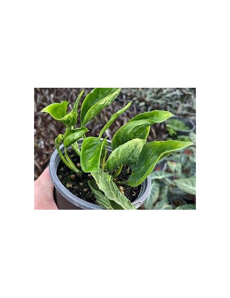 1 Pothos Plant ''Shangri la''- Internet Nursery