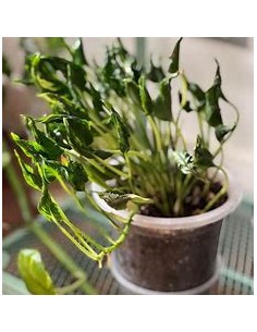 1 Pothos Plant ''Shangri... 2