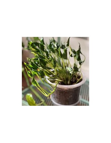 1 Pothos Plant ''Shangri la''- Internet Nursery