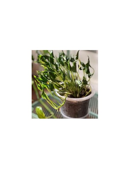 1 Pothos Plant ''Shangri la''- Internet Nursery