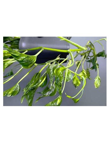 1 Pothos Plant ''Shangri la''- Internet Nursery