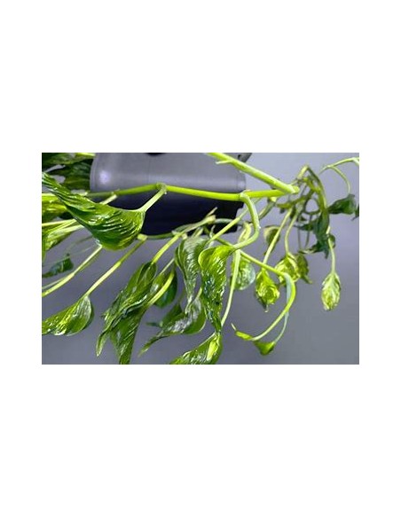 1 Pothos Plant ''Shangri la''- Internet Nursery