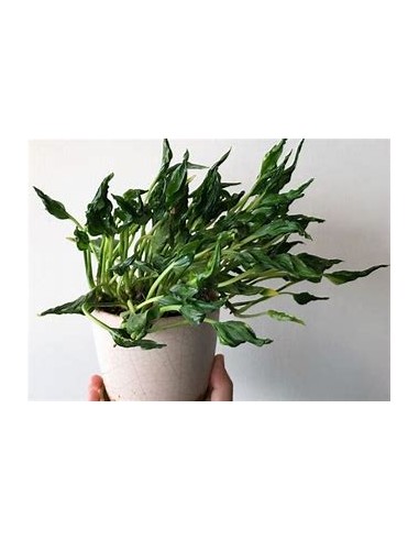 1 Pothos Plant ''Shangri la''- Internet Nursery