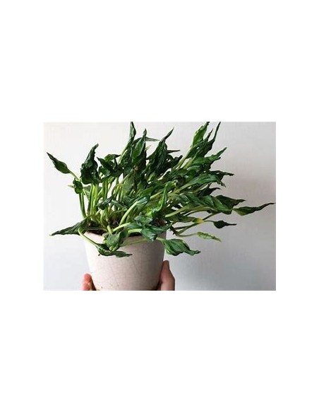 1 Pothos Plant ''Shangri la''- Internet Nursery