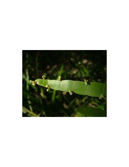 1 Plant of the ''Solitaire'' (hOMALOCLADIUM PLATYCLADUM)- Internet Nursery