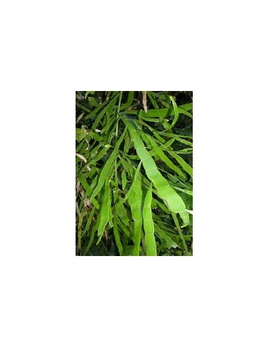 1 Plant of the ''Solitaire'' (hOMALOCLADIUM...