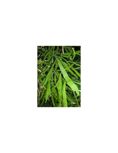1 Plant of the ''Solitaire'' (hOMALOCLADIUM PLATYCLADUM)- Internet Nursery