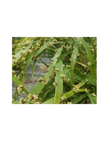 1 Plant of the ''Solitaire'' (hOMALOCLADIUM...