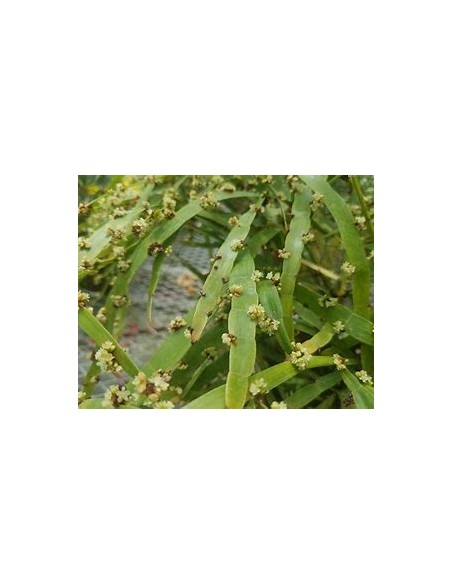 1 Plant of the ''Solitaire'' (hOMALOCLADIUM PLATYCLADUM)- Internet Nursery