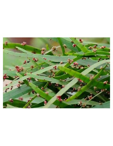 1 Plant of the ''Solitaire'' (hOMALOCLADIUM...