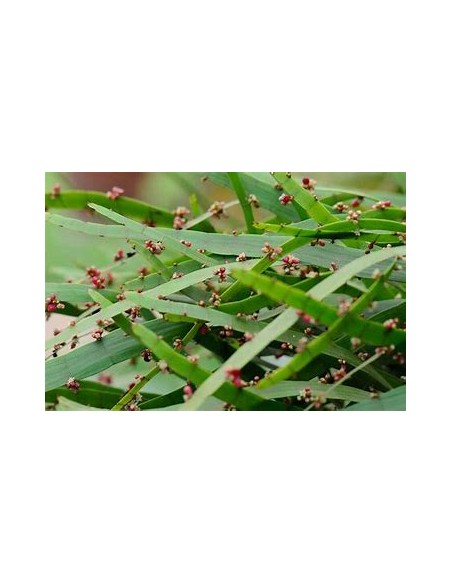 1 Plant of the ''Solitaire'' (hOMALOCLADIUM PLATYCLADUM)- Internet Nursery