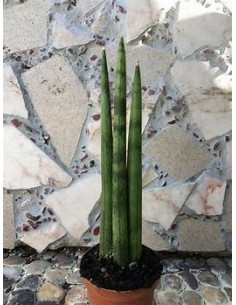 1 Planta de Sansevieria...