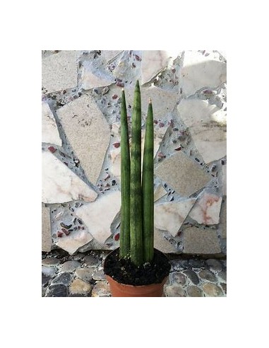 1 Plant of Sansevieria cylindrica (Succulent dragonfingers) - Internet Nursery