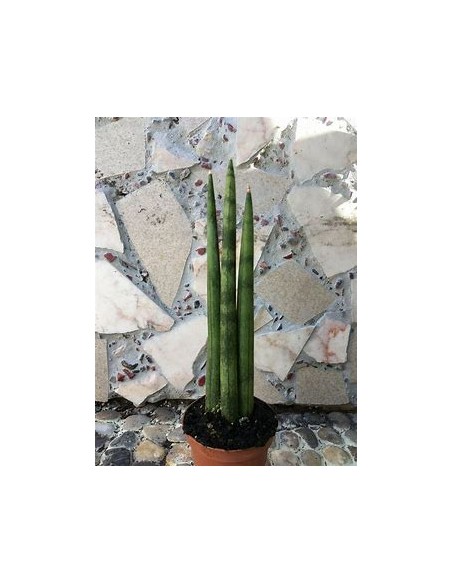 1 Plant of Sansevieria cylindrica (Succulent dragonfingers) - Internet Nursery