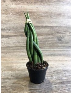 1 Planta de Sansevieria... 2