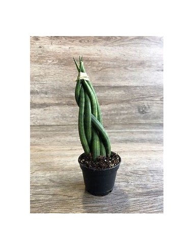 1 Plant of Sansevieria cylindrica (Succulent...
