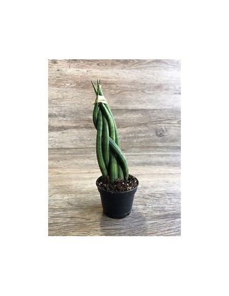 1 Plant of Sansevieria cylindrica (Succulent dragonfingers) - Internet Nursery