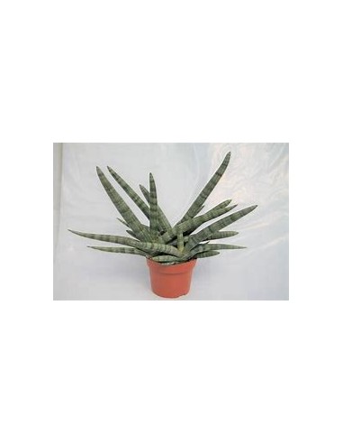 1 Plant of Sansevieria cylindrica (Succulent...