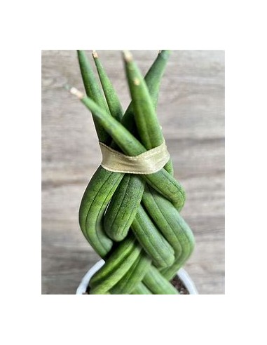 1 Plant of Sansevieria cylindrica (Succulent...