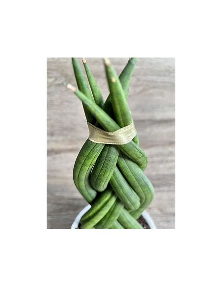 1 Plant of Sansevieria cylindrica (Succulent dragonfingers) - Internet Nursery
