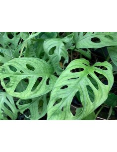 1 Monstera adansonii Plant...