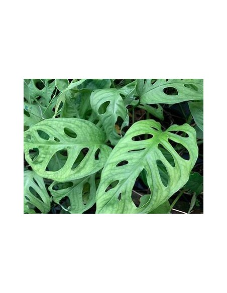 1 Monstera adansonii Plant - Internet Nursery