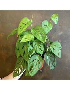 1 Planta de Monstera... 2