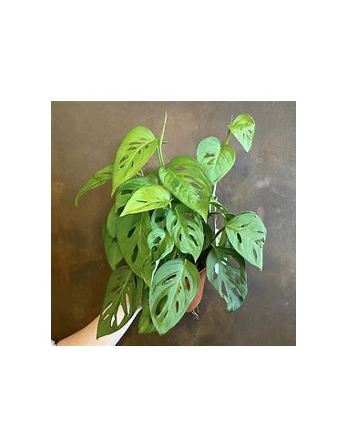 1 Monstera adansonii Plant - Internet Nursery