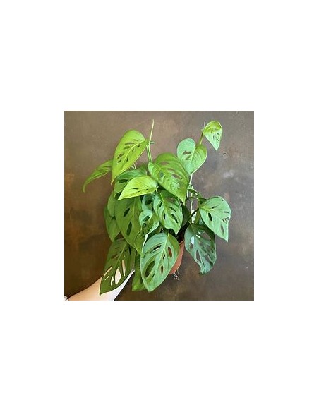 1 Monstera adansonii Plant - Internet Nursery