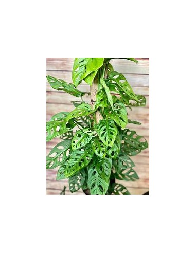 1 Monstera adansonii Plant - Internet Nursery