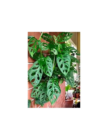 1 Monstera adansonii Plant - Internet Nursery