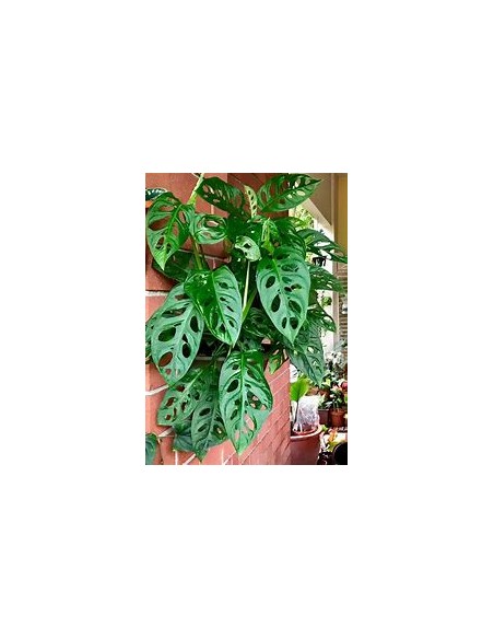 1 Monstera adansonii Plant - Internet Nursery
