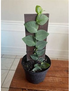 1 Planta de Rhaphidophora...