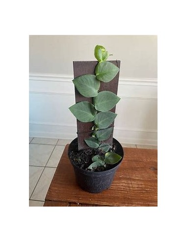 1 Planta de Rhaphidophora hayi-...