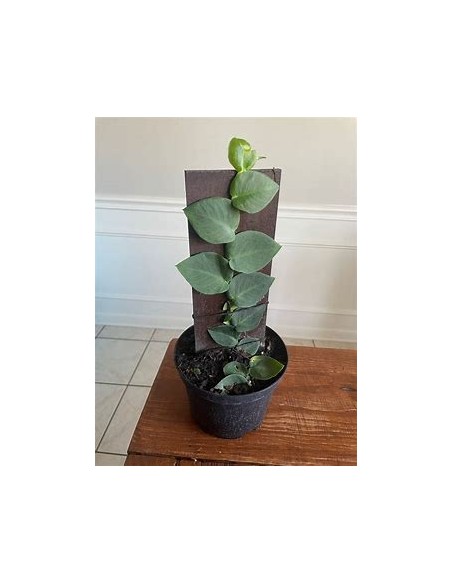 1 Rhaphidophora hayi plant - Online nursery