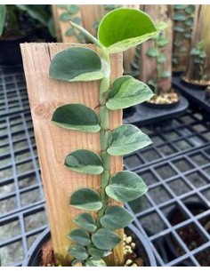 1 Planta de Rhaphidophora... 2