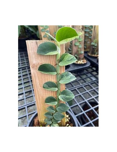 1 Rhaphidophora hayi plant - Online nursery