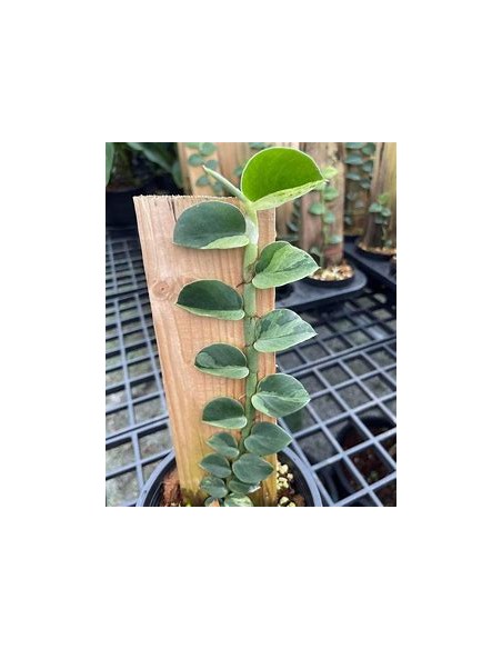 1 Rhaphidophora hayi plant - Online nursery