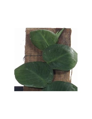 1 Rhaphidophora hayi plant - Online nursery