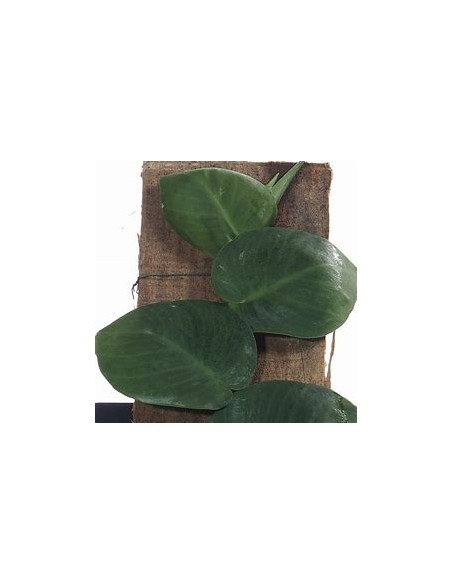 1 Rhaphidophora hayi plant - Online nursery