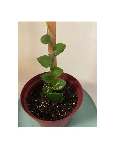 1 Rhaphidophora hayi plant - Online nursery