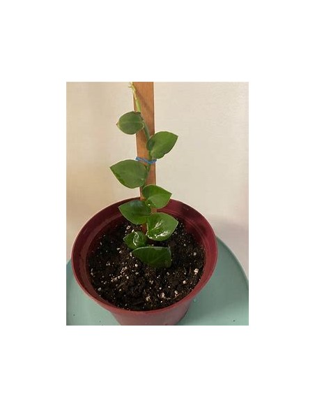 1 Planta de Rhaphidophora hayi- Vivero por Internet