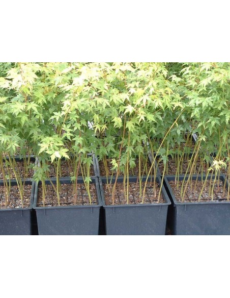 1 Arbolito de Maple japones (Acer palmatum) Follaje verde comun - Arce japones en Mexico venta Arces raros