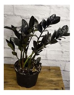 1 Planta de ZZ Zamia negra...