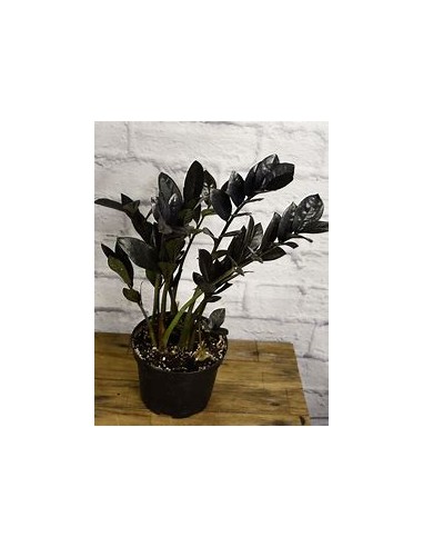 1 Planta de ZZ Zamia negra - Zamioculcas Black raven - Planta negra grande- Vivero por Internet