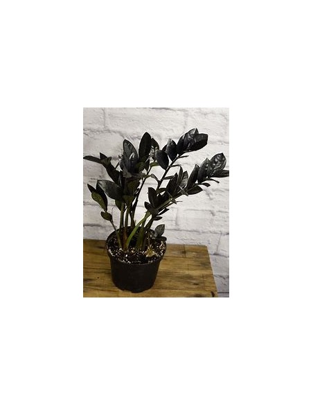 1 ZZ Zamia black plant - Zamioculcas Black raven - Large black plant - Online nursery