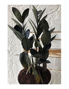 1 ZZ Zamia black plant -... 2